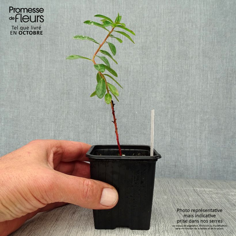 Ejemplar de Euphorbia schillingii - Lechetrezna Maceta de 8/9 cm entregado en otoño