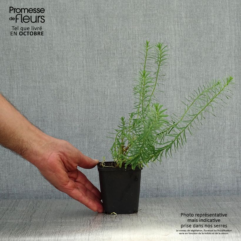 Ejemplar de Euphorbia seguieriana subsp. niciciana - Lechetrezna Maceta de 8/9 cm entregado en otoño
