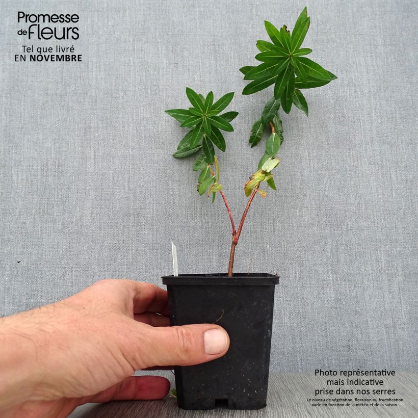 Ejemplar de Euphorbia wallichii - Lechetrezna Maceta de 8/9 cm entregado en otoño