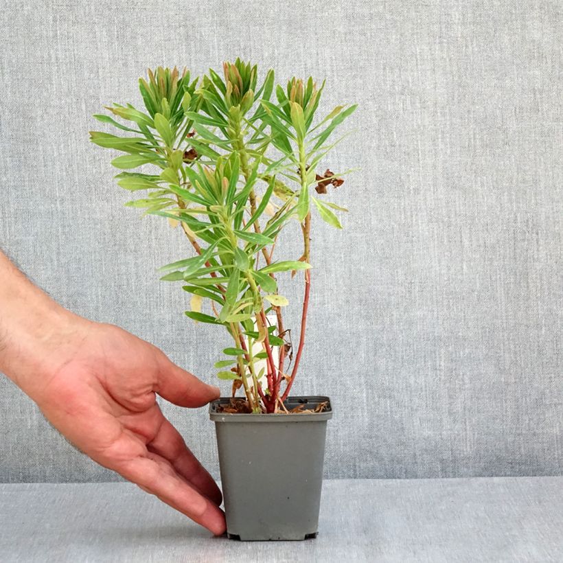Ejemplar de Euphorbia martinii Baby Charm - Lechetrezna Maceta de 8/9 cm entregado en verano
