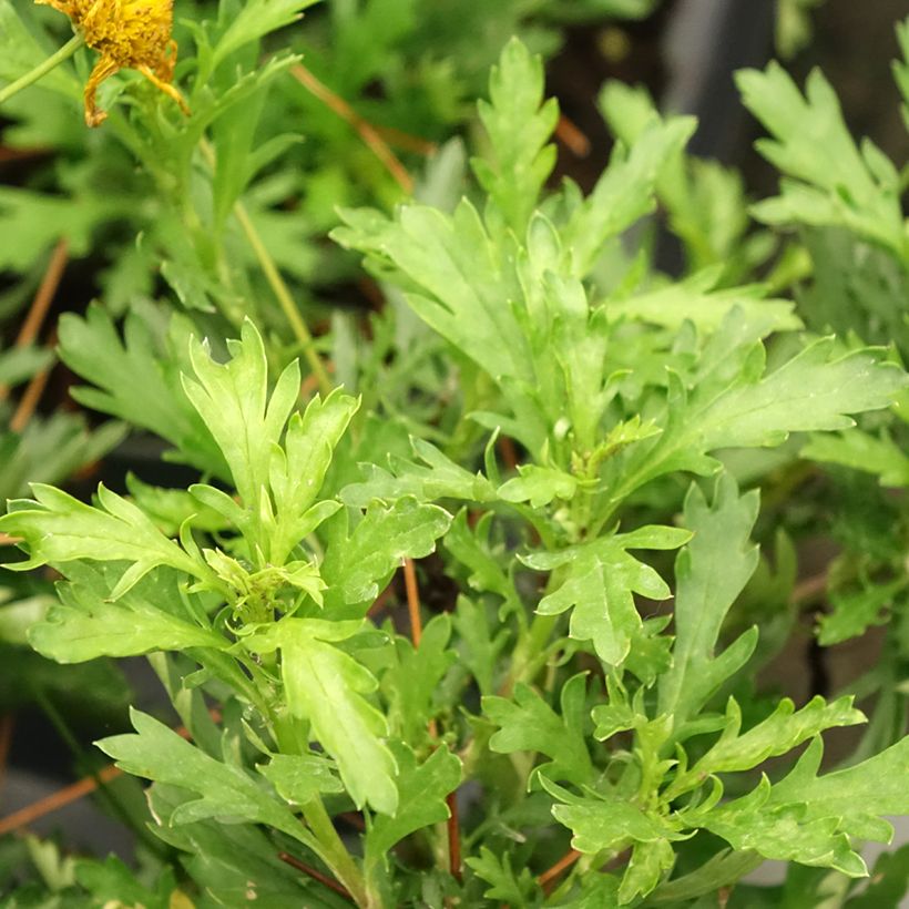 Euryops evansii (Follaje)