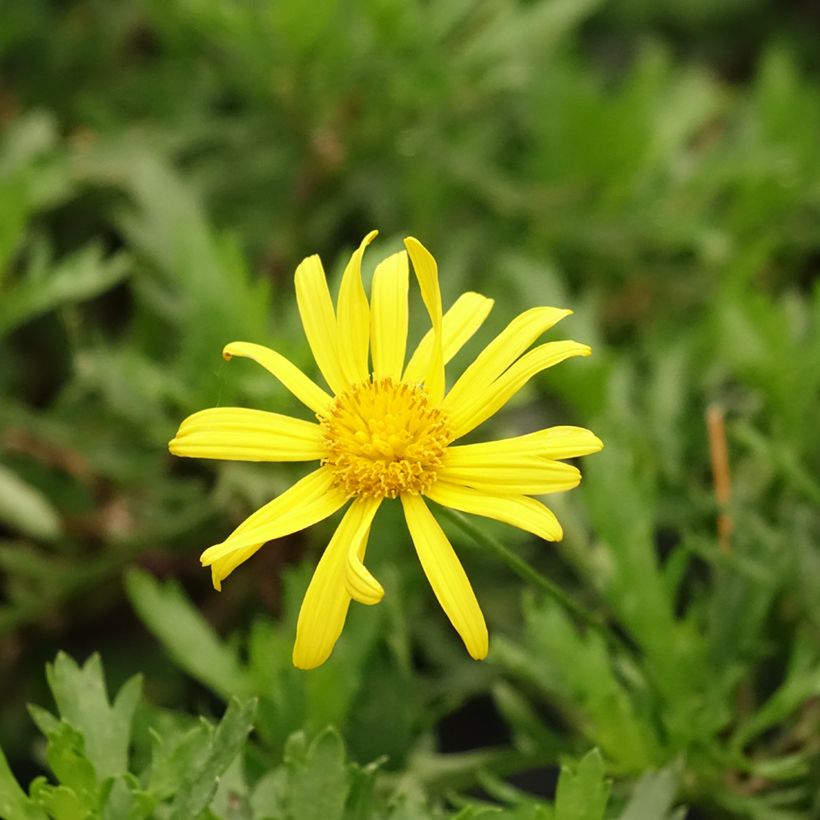 Euryops evansii (Floración)