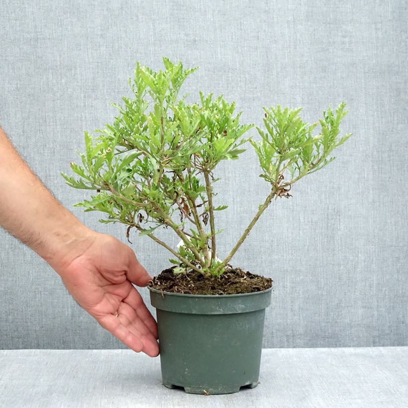 Ejemplar de Euryops evansii  Maceta 2L/3L entregado en verano