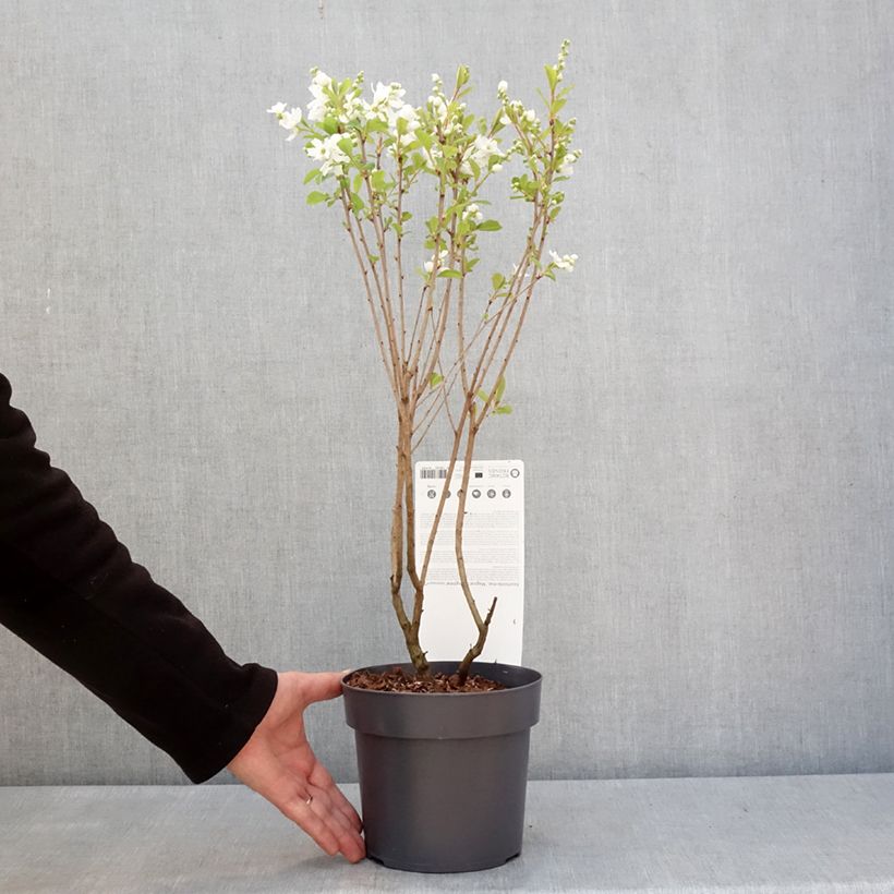 Exochorda racemosa Magical Springtime Maceta 2L/3L Ejemplar entregado en invierno