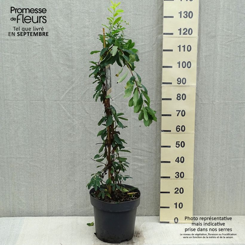 Ejemplar de Exochorda macrantha The Bride Maceta 12L/15L entregado en otoño