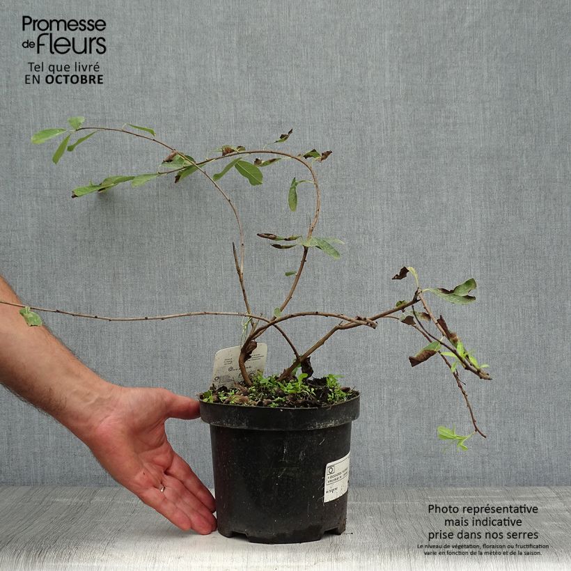 Ejemplar de Exochorda macrantha The Bride Maceta 2L/3L entregado en otoño
