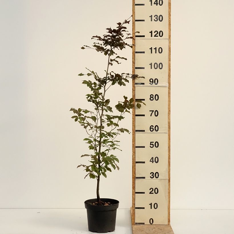 Ejemplar de Fagus sylvatica Atropurpurea - Haya roja Maceta 4L/5L entregado en verano