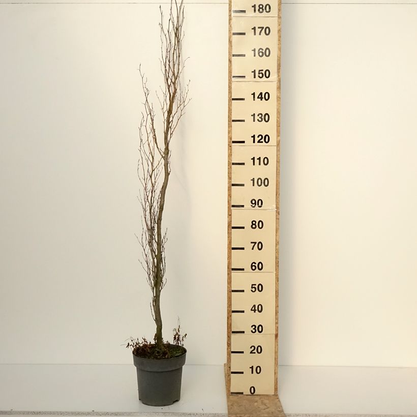 Haya común Callista - Fagus sylvatica Maceta 7,5L/10L Ejemplar entregado en invierno