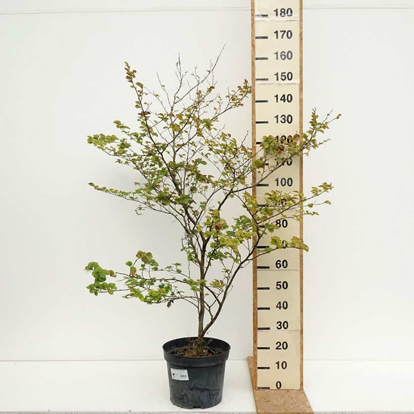 Ejemplar de Haya común Cockleshell - Fagus sylvatica Maceta 12L/15L entregado en verano