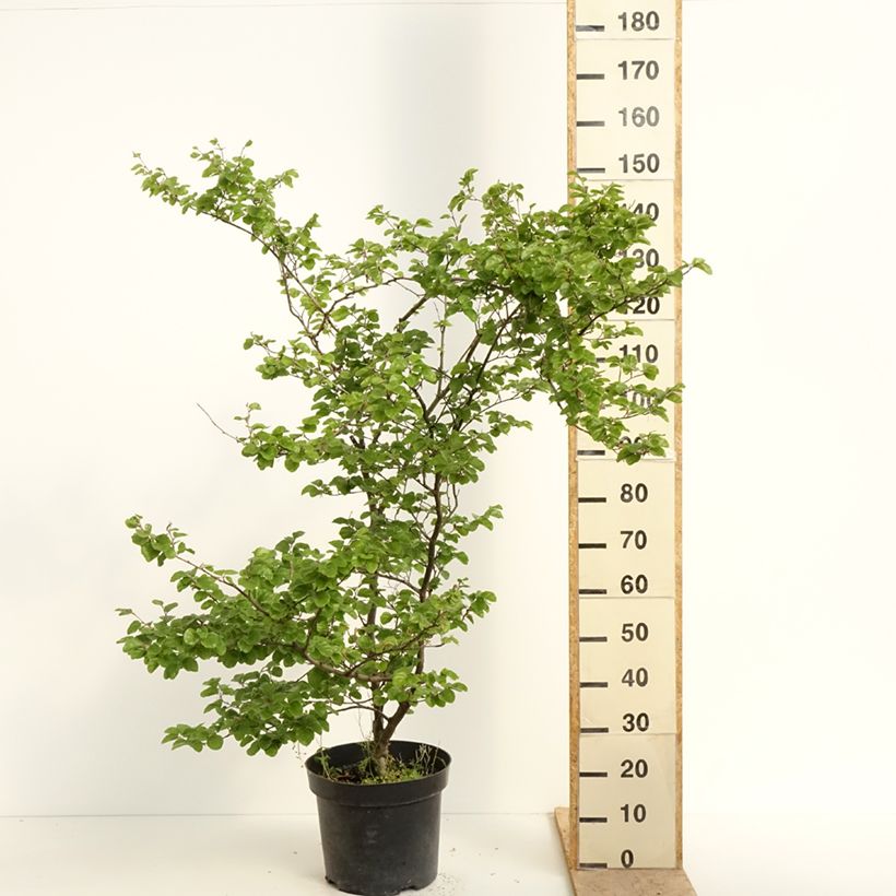 Haya común Cockleshell - Fagus sylvatica Maceta 12L/15LAltura de entrega aprox. 180/+cm Ejemplar entregado en la primavera