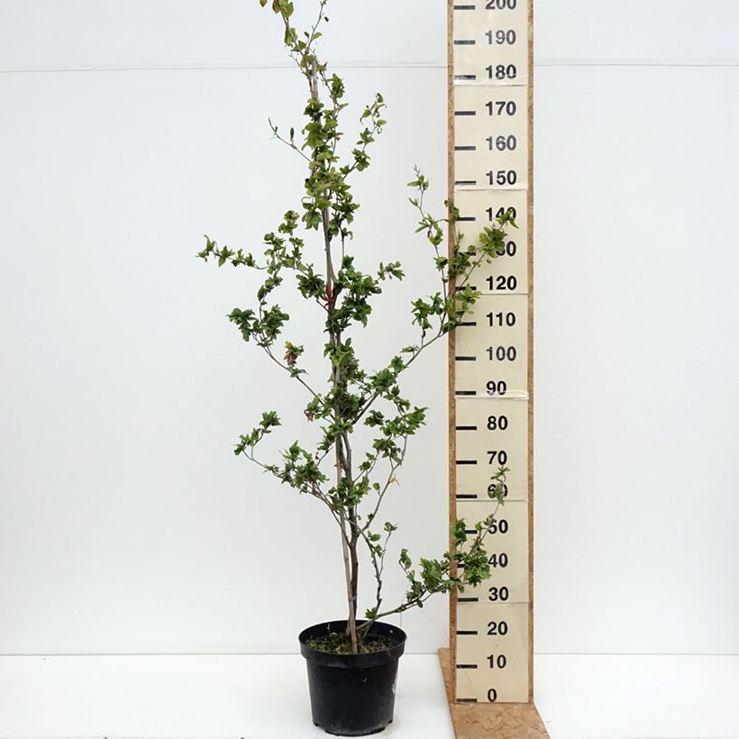 Ejemplar de Haya común Cristata - Fagus sylvatica Maceta 7,5L/10L entregado en verano