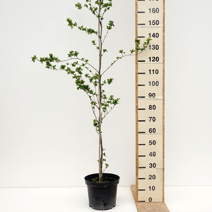Haya común Cristata - Fagus sylvatica Maceta 7,5L/10LAltura de entrega aprox. 140/160cm Ejemplar entregado en la primavera