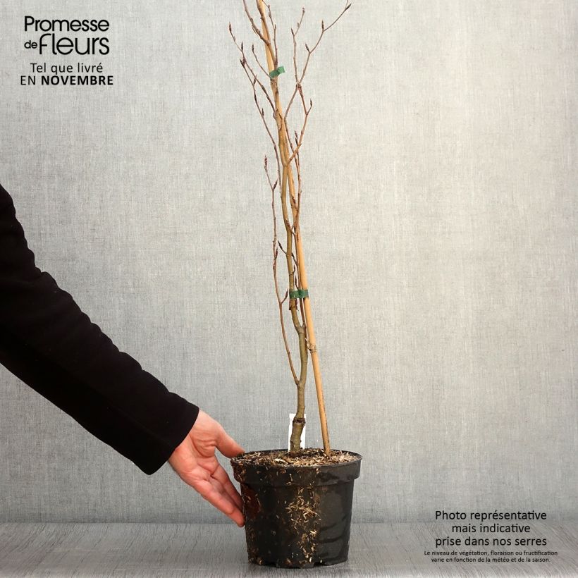 Ejemplar de Haya común Dawyck Gold - Fagus sylvatica Maceta 2L/3L entregado en otoño
