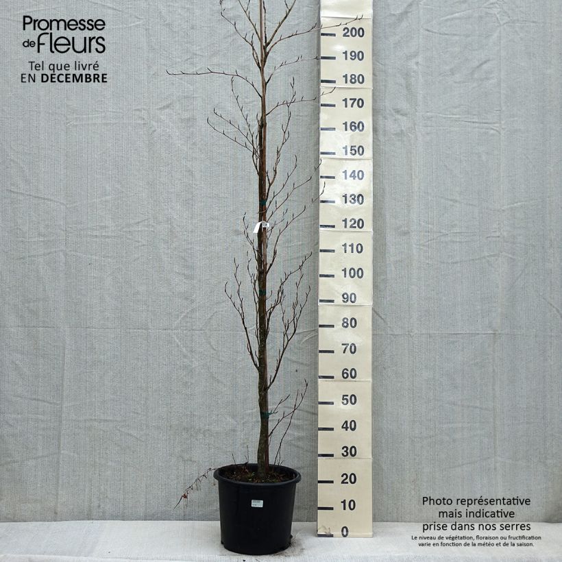 Haya común Dawyck Purple - Fagus sylvatica Maceta 12L/15L Ejemplar entregado en invierno