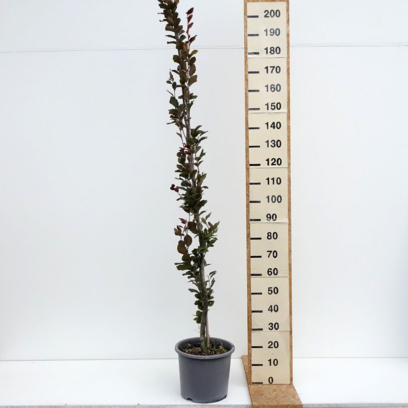 Ejemplar de Haya común Dawyck Purple - Fagus sylvatica Maceta 12L/15L entregado en verano