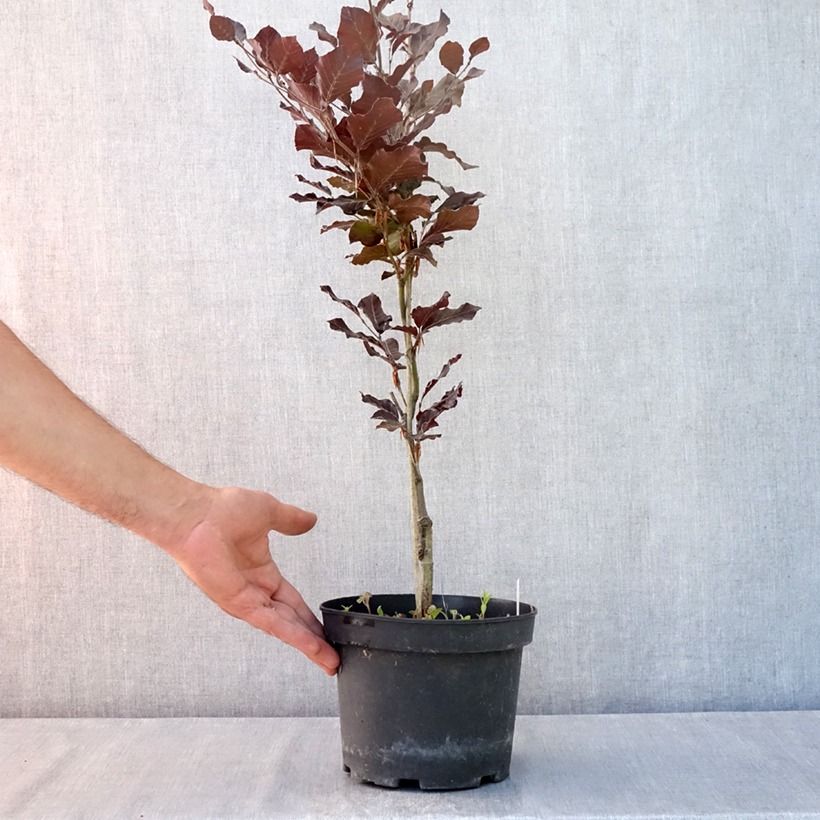Ejemplar de Haya común Dawyck Purple - Fagus sylvatica Maceta 2L/3L entregado en verano
