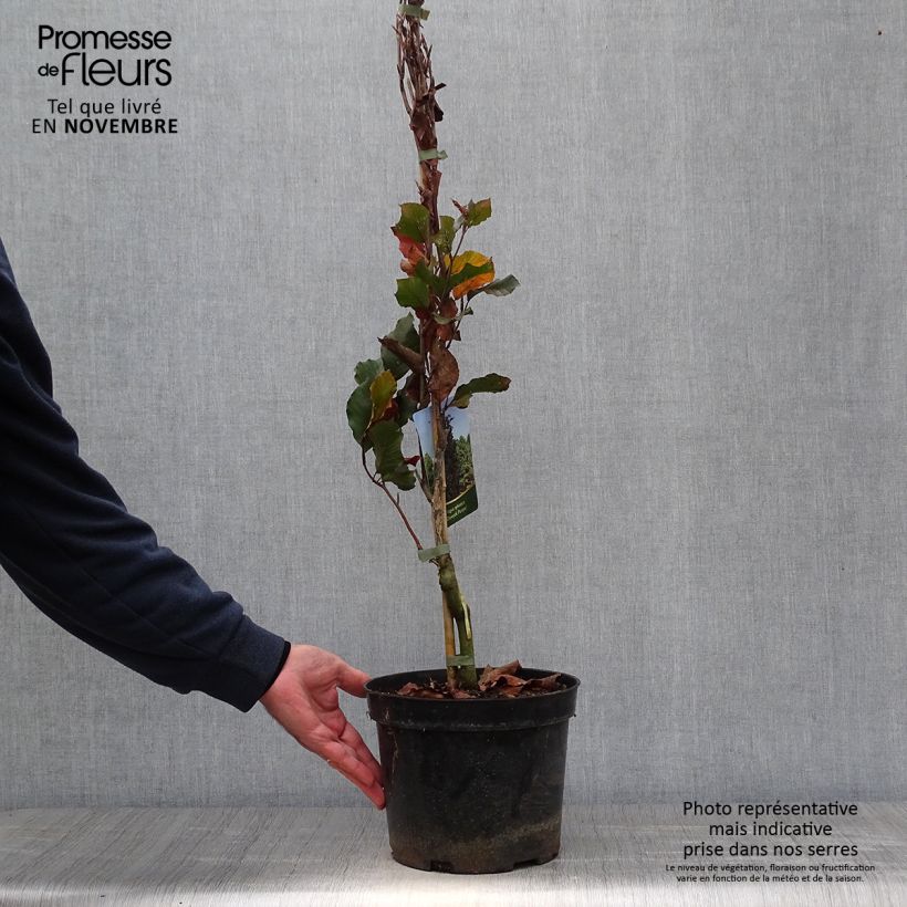 Ejemplar de Haya común Dawyck Purple - Fagus sylvatica Maceta 4L/5L entregado en otoño
