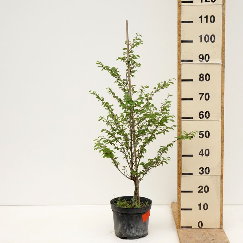 Haya común Felderbach - Fagus sylvatica Maceta 4L/5LAltura de entrega aprox. 100/120cm Ejemplar entregado en la primavera