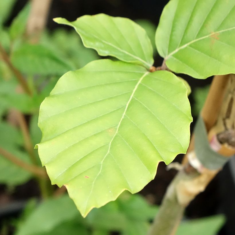 Haya común Franken - Fagus sylvatica (Follaje)
