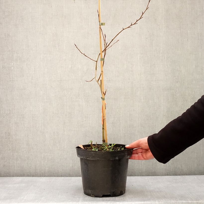Haya común Franken - Fagus sylvatica Maceta 4L/5L Ejemplar entregado en invierno
