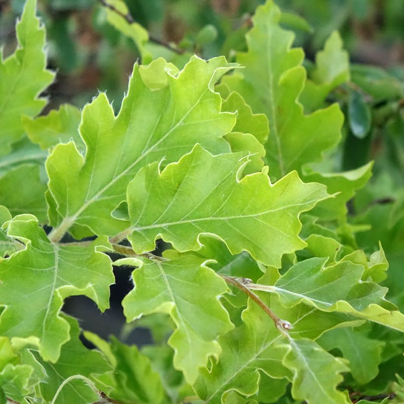 Haya común Interrupta - Fagus sylvatica (Follaje)