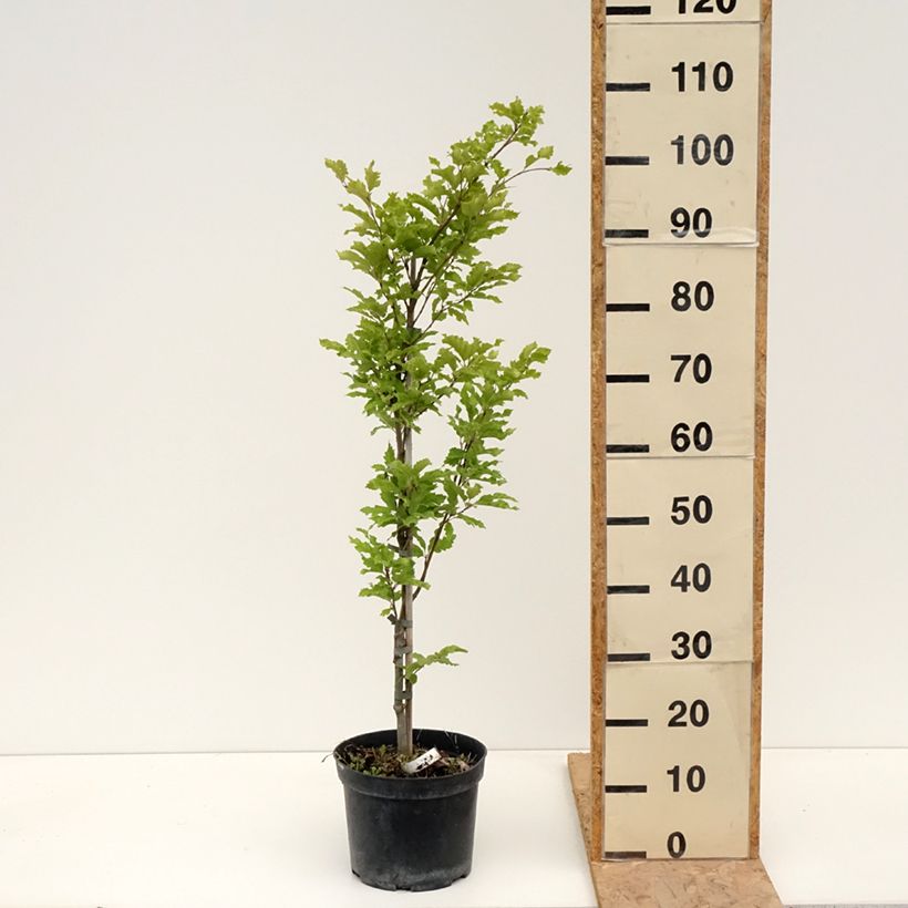 Haya común Interrupta - Fagus sylvatica Maceta 4L/5LAltura de entrega aprox. 60/80cm Ejemplar entregado en la primavera