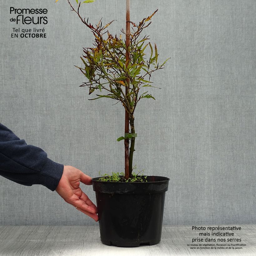 Ejemplar de Haya común Mercedes - Fagus sylvatica Maceta 4L/5L entregado en otoño