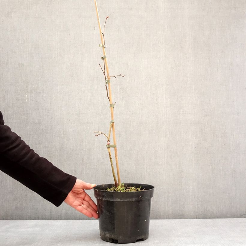 Haya común Rohan Green Weeping - Fagus sylvatica Maceta 4L/5L Ejemplar entregado en invierno