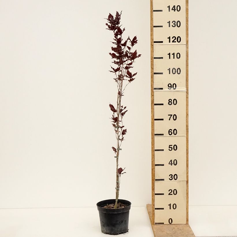 Haya común Rohan Minaret - Fagus sylvatica Maceta 4L/5LAltura de entrega aprox. 60/80cm Ejemplar entregado en la primavera