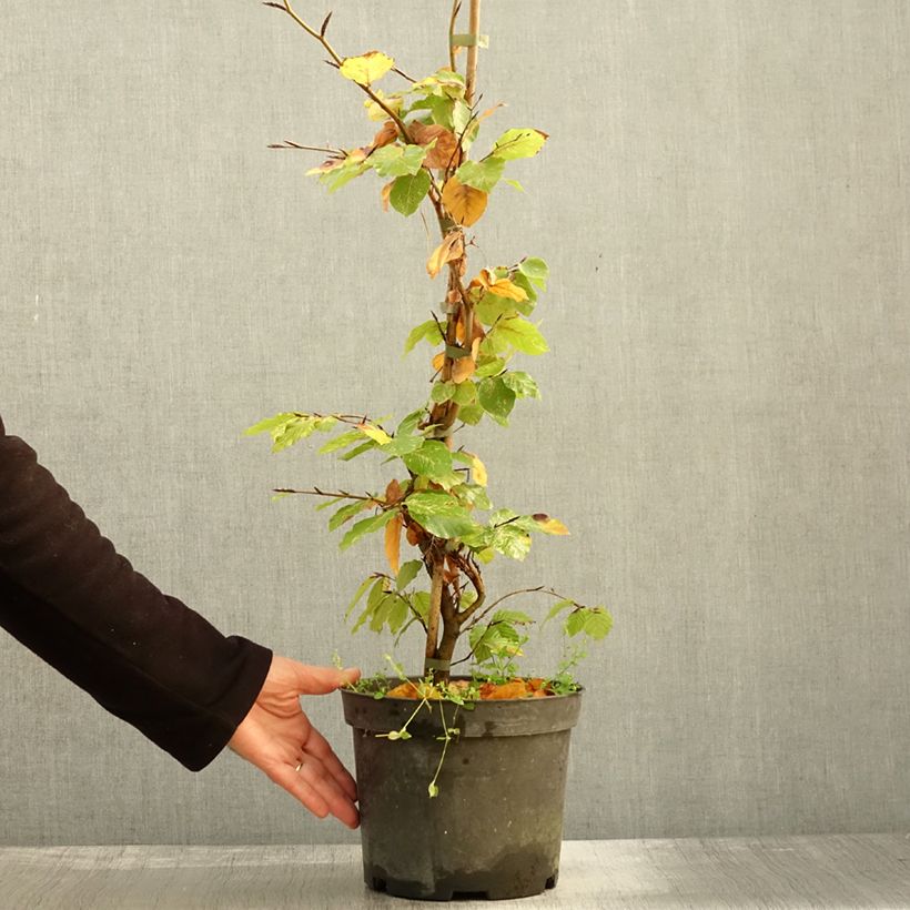 Ejemplar de Haya común Rolf Marquardt - Fagus sylvatica Maceta 4L/5L entregado en otoño