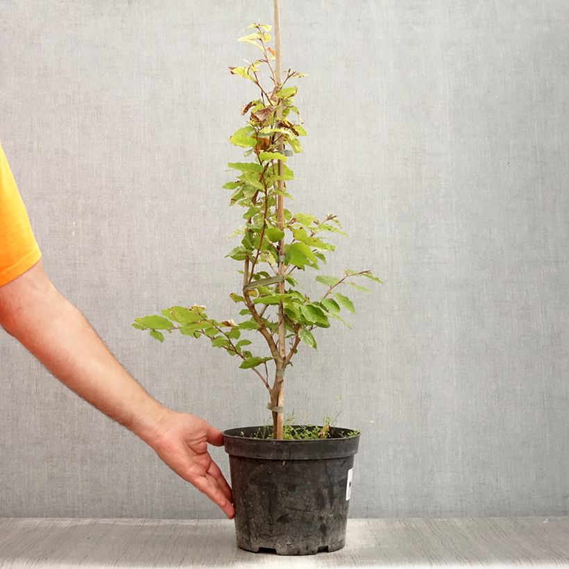Ejemplar de Haya común Rolf Marquardt - Fagus sylvatica Maceta 4L/5LAltura de entrega aprox. 40/60cm entregado en verano