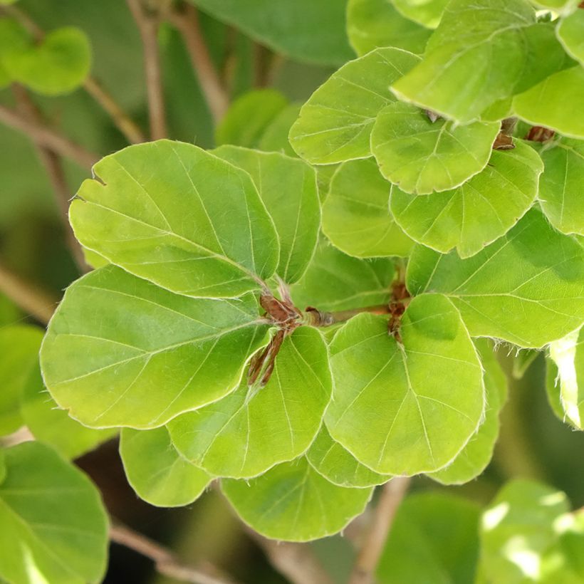 Haya común Rotundifolia - Fagus sylvatica (Follaje)