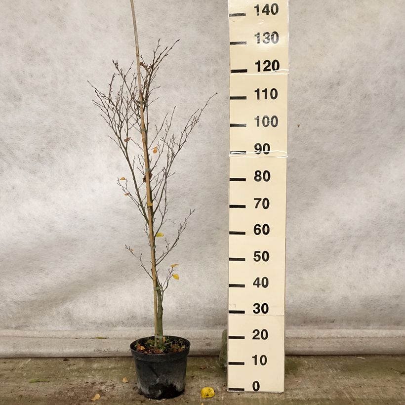Ejemplar de Haya común Rotundifolia - Fagus sylvatica Maceta 4L/5L entregado en otoño