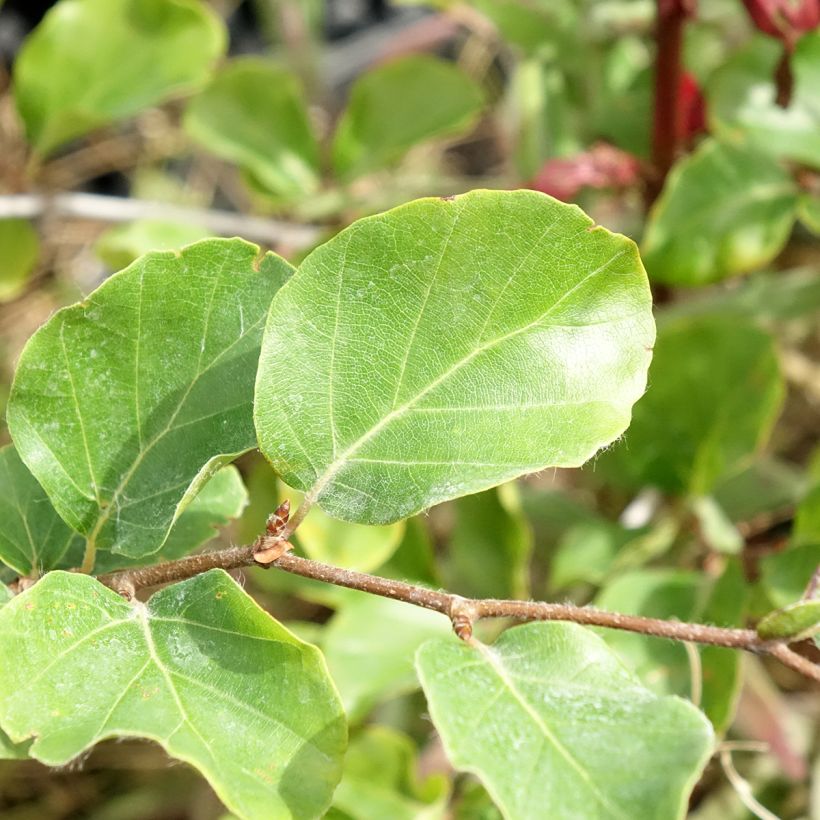 Haya común Skrzat - Fagus sylvatica (Follaje)