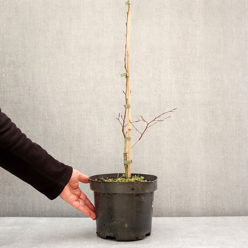 Haya común Skrzat - Fagus sylvatica Maceta 4L/5L Ejemplar entregado en invierno