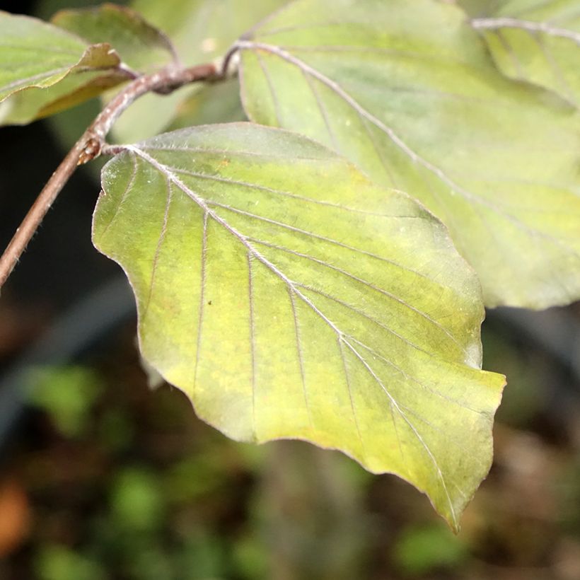 Haya común Swat Magret - Fagus sylvatica (Follaje)