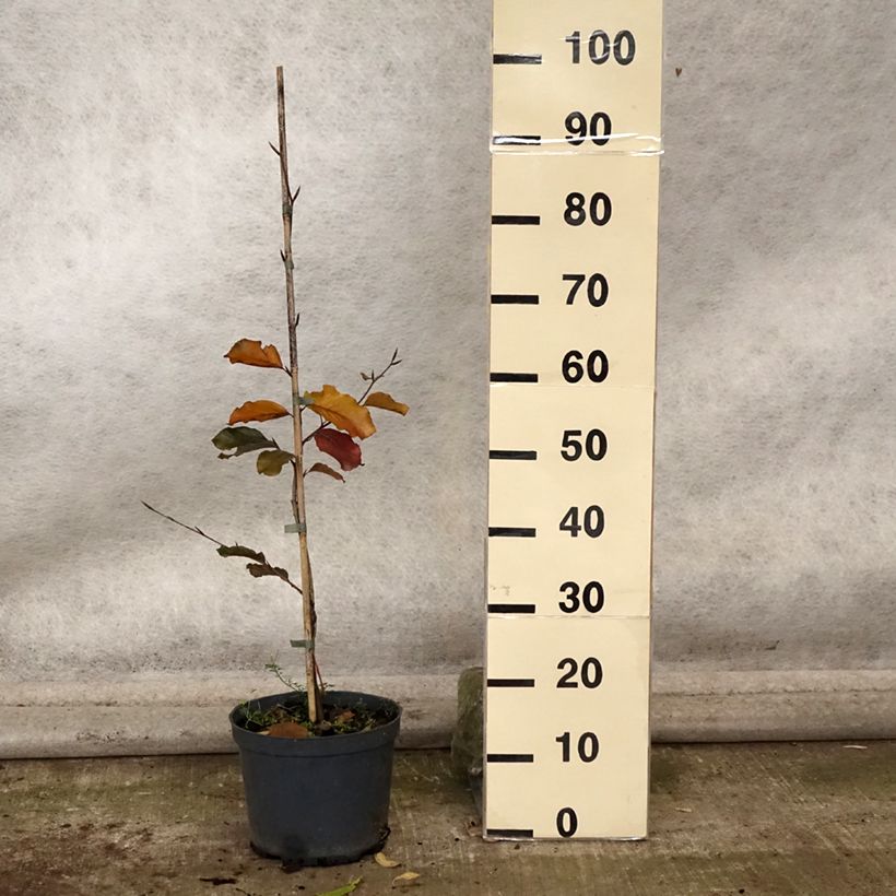 Ejemplar de Haya común Swat Magret - Fagus sylvatica Maceta 4L/5L entregado en otoño