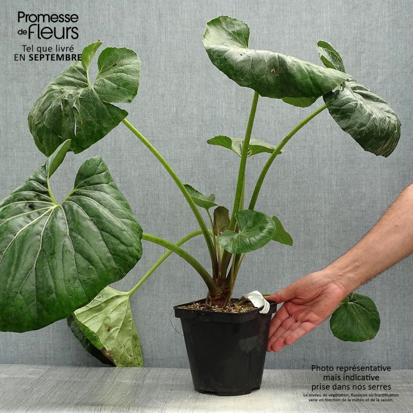 Ejemplar de Farfugium japonicum Gigantea - Boina de vasco Maceta 3L/4L entregado en otoño