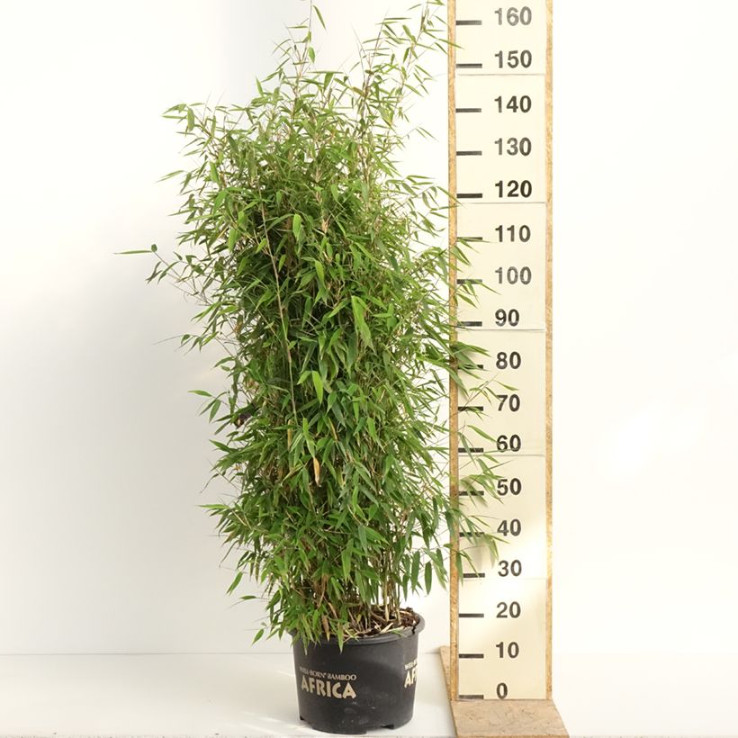 Fargesia murielae Ivory Ibis - Bambú no invasivo Maceta 7,5L/10LAltura de entrega aprox. 60/80cm Ejemplar entregado en la primavera
