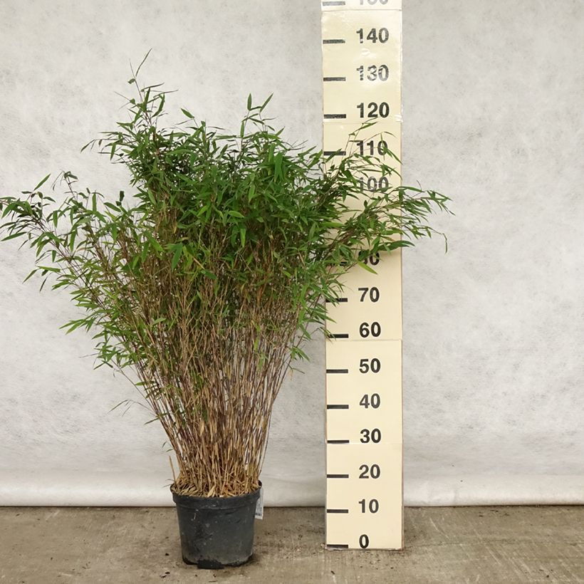 Ejemplar de Fargesia nitida Gansu - Bambú no invasivo Maceta 7,5L/10L entregado en verano