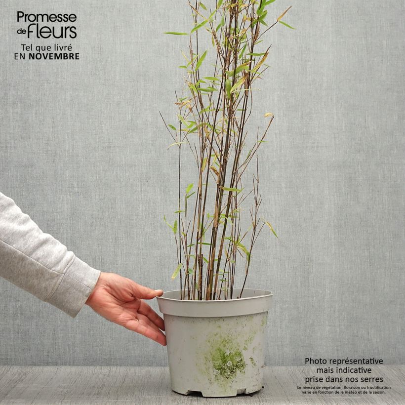 Ejemplar de Fargesia nitida Trifina Black - Bambú no invasivo Maceta 4L/5L entregado en otoño