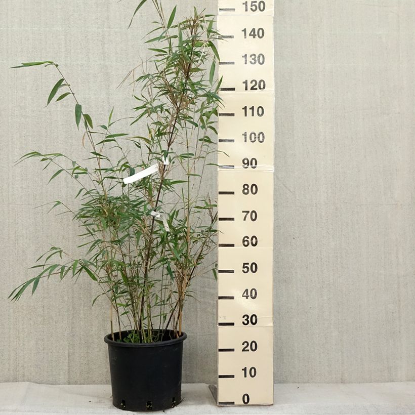 Ejemplar de Fargesia papyrifera Blue Dragon - Bambú no invasivo Maceta 12L/15L entregado en otoño
