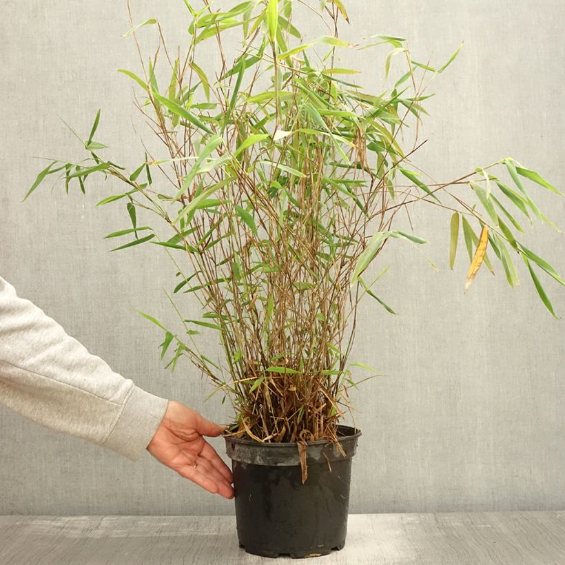 Ejemplar de Fargesia papyrifera Blue Dragon - Bambú no invasivo Maceta 4L/5L entregado en otoño