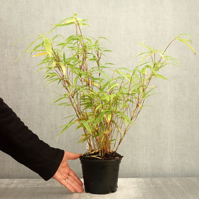 Ejemplar de Fargesia robusta Formidable - Bambú no invasivo Maceta 1,5L/2L entregado en otoño