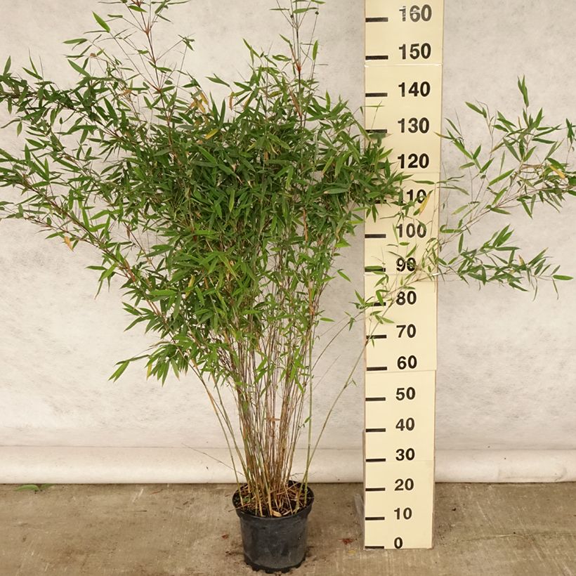 Ejemplar de Fargesia Winter Joy - Bambú no invasivo Maceta 7,5L/10LAltura de entrega aprox. 125cm entregado en verano