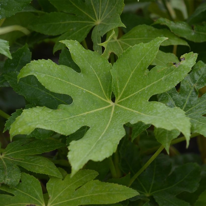 Fatsia japonica (Follaje)