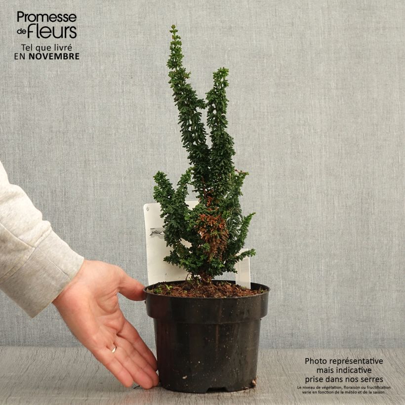 Ejemplar de Chamaecyparis obtusa Chirimen - Ciprés hinoki Maceta 2L/3L entregado en otoño