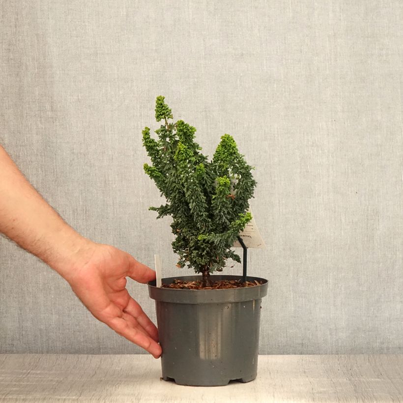Ejemplar de Chamaecyparis obtusa Juniperoides - Ciprés hinoki Maceta 2L/3L entregado en verano