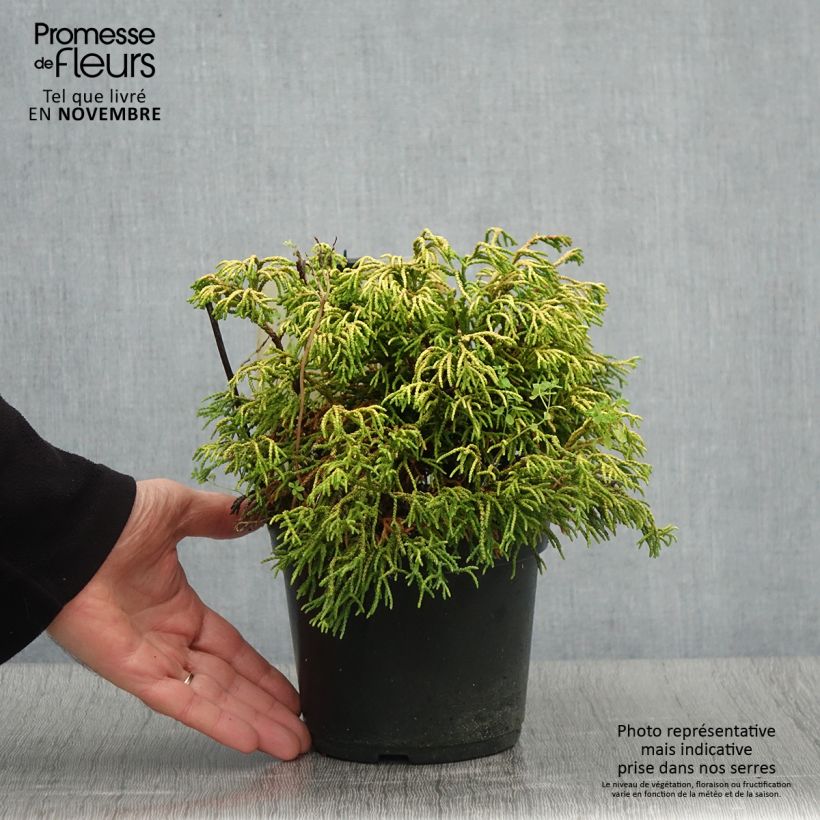 Ejemplar de Chamaecyparis obtusa Tsatsumi Gold - Ciprés hinoki Maceta 2L/3L entregado en otoño