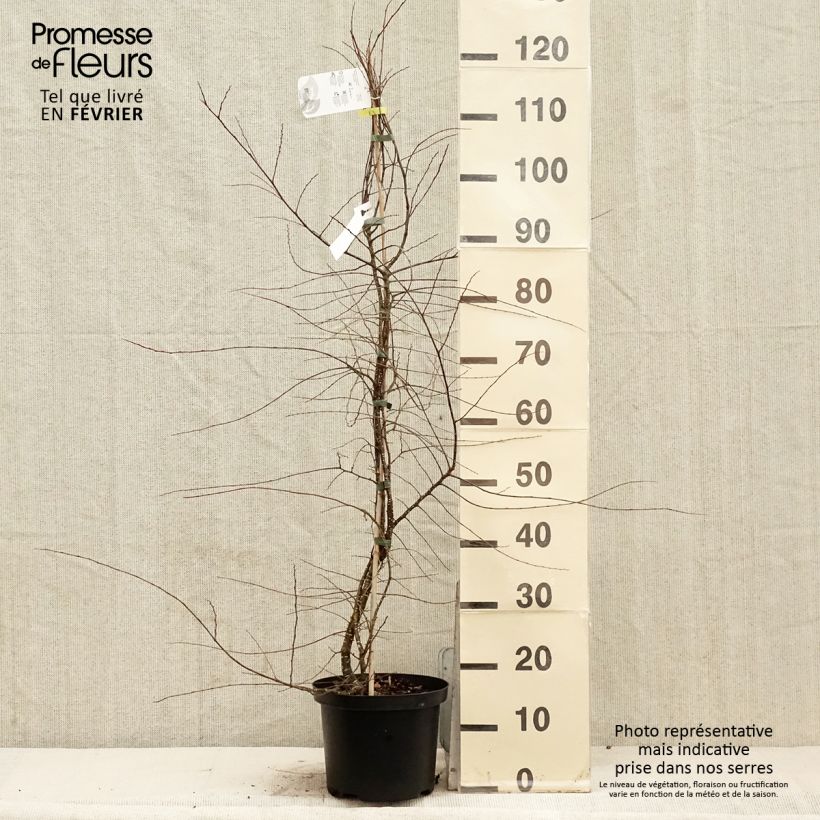 Nothofagus antarctica - ñire Maceta 4L/5LAltura de entrega aprox. 80/100cm Ejemplar entregado en invierno